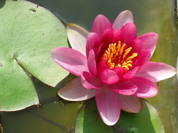 Krásné kvetoucí růžový leknín Lotosový květ v rybníku — Stock fotografie