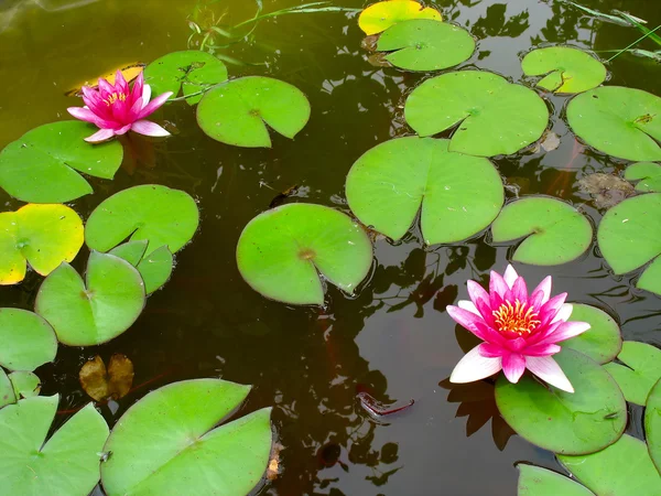 Red water lily lotus flower and green leaves — Stock Photo, Image