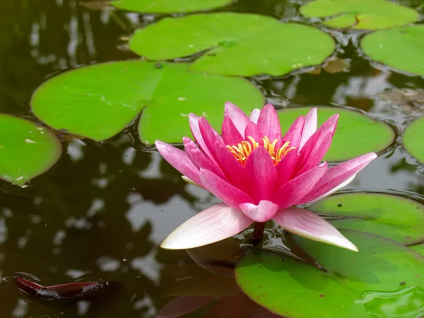 Leknín červený květ lotosu a zelenými listy — Stock fotografie