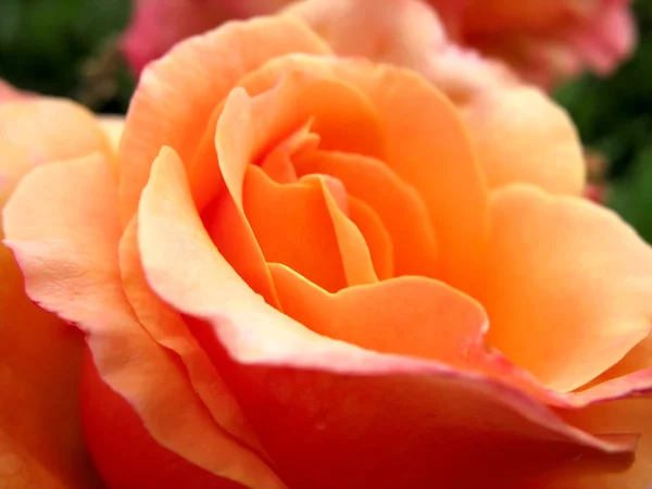 stock image Beautiful rose fresh petails bloom macro