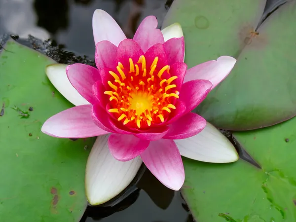 Bela flor de lírio rosa flor de lótus água — Fotografia de Stock