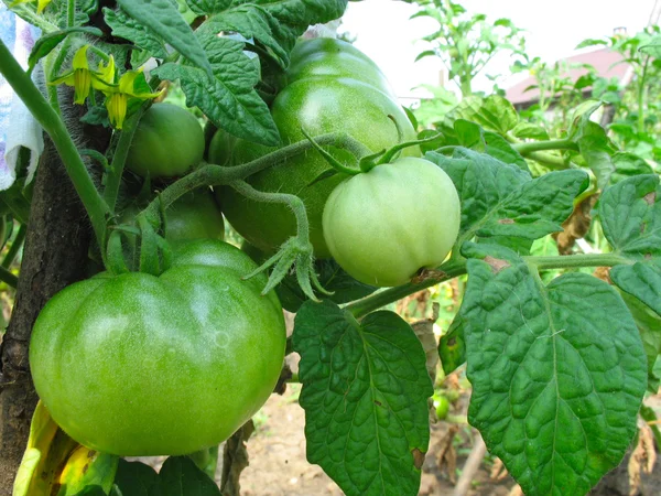 Growing green organic tomatoes plant and fruit — Stock Photo, Image