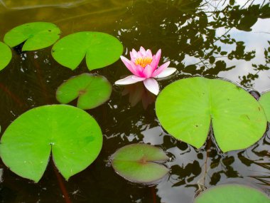 güzel çiçek pembe nilüfer lotus çiçeği