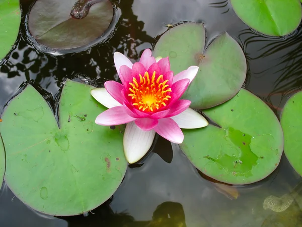 Piękny kwiat lotosu różowy kwitnący lilia woda — Zdjęcie stockowe