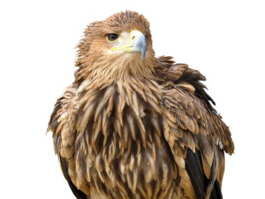 Young brown eagle sitting on a support isolated over white clipart