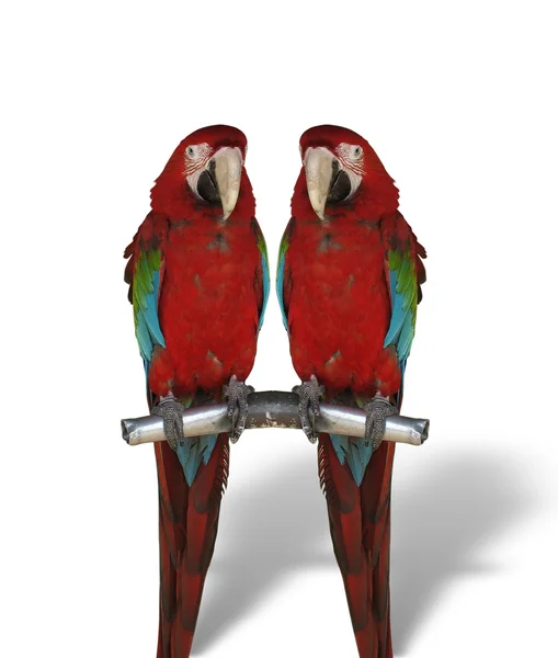 Iki renkli papağan üzerinde beyaz izole — Stok fotoğraf