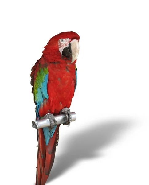 Färgstark papegoja med skugga isolerade över vita — Stockfoto