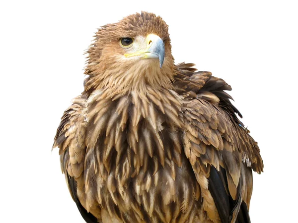 Молодой коричневый орёл сидит на опоре, изолированной над белым — стоковое фото