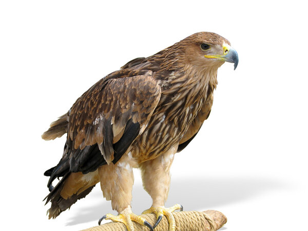 Young brown eagle sitting on a support isolated over white