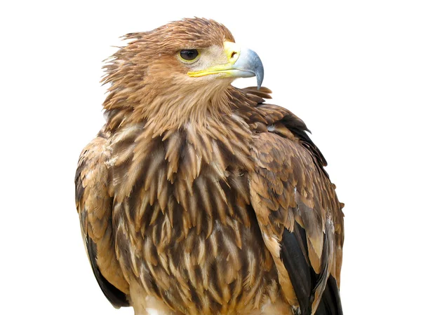 Молодой коричневый орёл сидит на опоре, изолированной над белым — стоковое фото