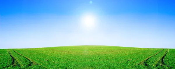 Grünes Feld und blauer Himmel. — Stockfoto