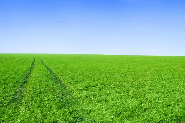 Grünes Feld und blauer Himmel. — Stockfoto