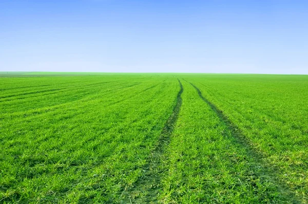 Zöld mező, és a kék ég-kép. — Stock Fotó