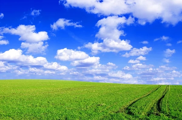 Zöld mező, és a kék ég-kép. — Stock Fotó