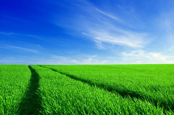 Зеленое поле и синее небо . — стоковое фото