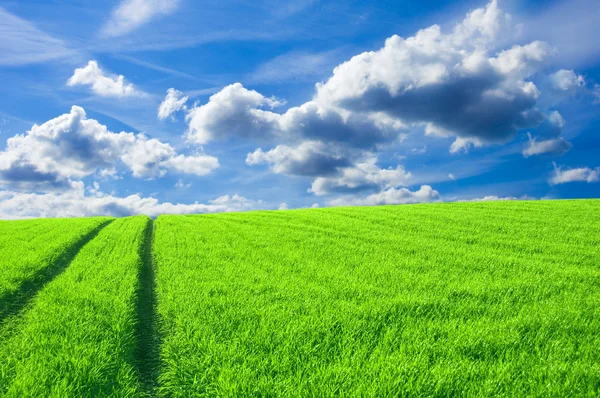 Zielone pole i błękitne niebo obraz koncepcyjny. — Zdjęcie stockowe