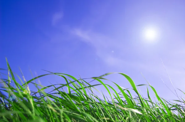 Cielo azul e imagen conceptual de hierba . — Foto de Stock