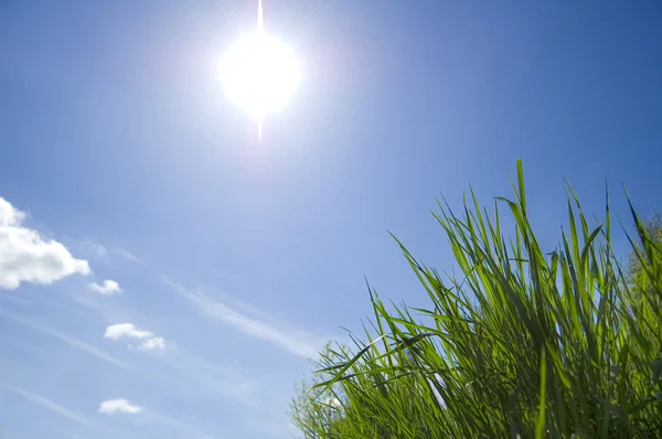 Blå himlen och gräset konceptuell bild. — Stockfoto