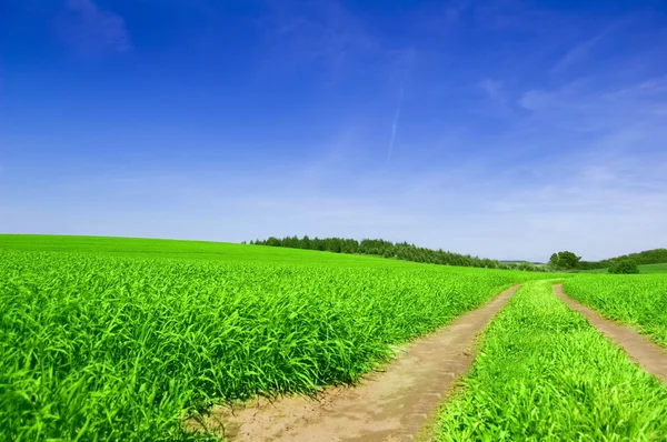 Campo verde con carretera y cielo azul . — Foto de Stock