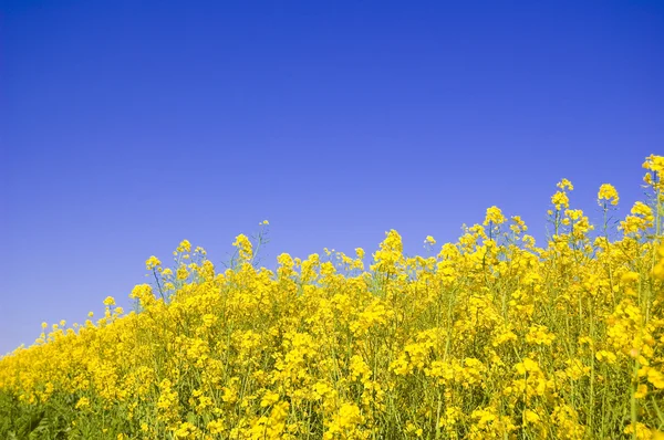 Gelbe Blumen und blauer Himmel. — Stockfoto