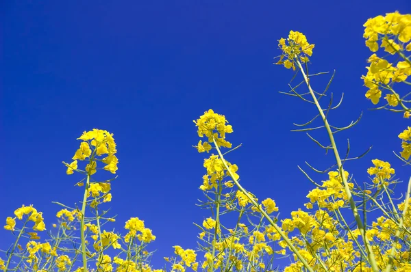 Flores amarelas e céu azul . — Fotografia de Stock