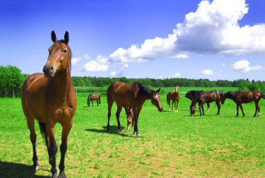 A herd of horses. clipart