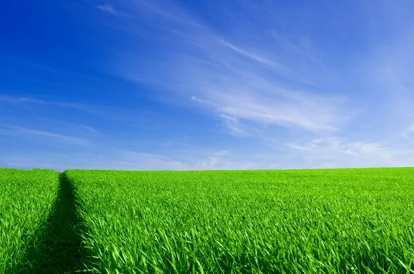 Campo verde e céu azul. — Fotografia de Stock