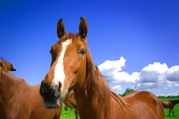 茶色の馬. — ストック写真