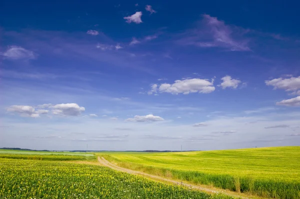 Πράσινο πεδίο και μπλε ουρανός. — Φωτογραφία Αρχείου