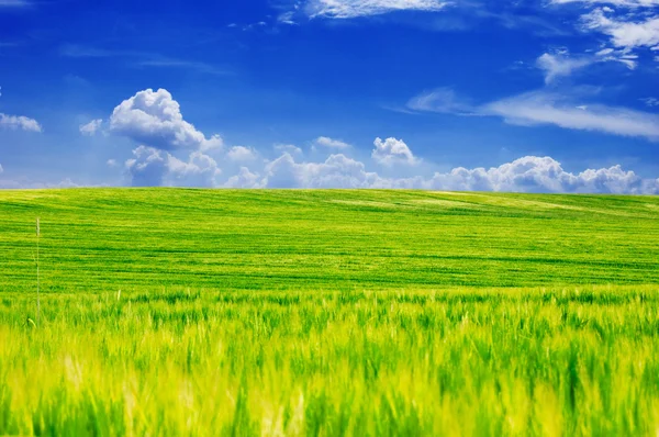 Zöld mező és kék ég. — Stock Fotó