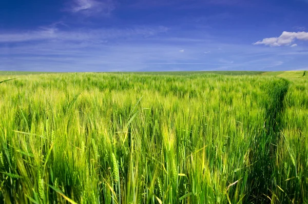 Grönt fält och blå himmel. — Stockfoto