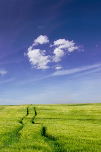 緑の野と青い空. — ストック写真