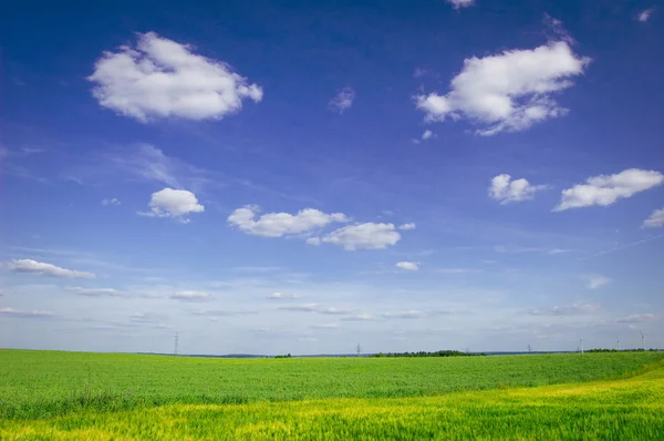 Campo verde y cielo azul. — Foto de Stock