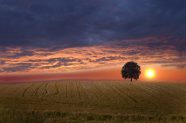 Field and sky with single tree at beautiful sundown scenery.