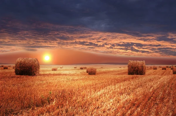 Rural landscape. — Stock Photo, Image