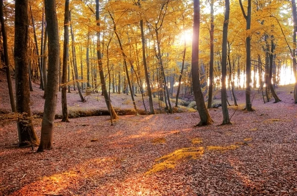 Осенний пейзаж . — стоковое фото