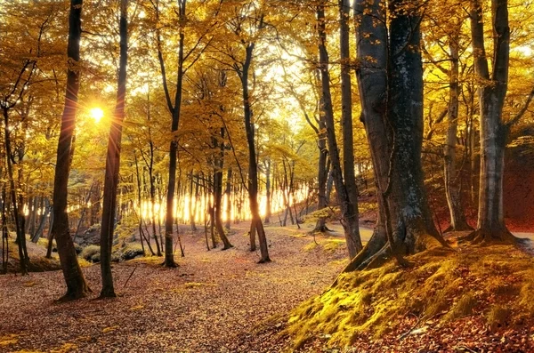 Höstens landskap. Stockbild