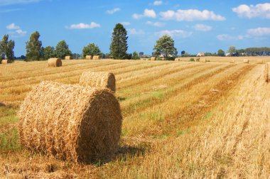 Field and sky. clipart