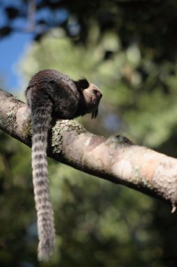 Tamarins (dikey)