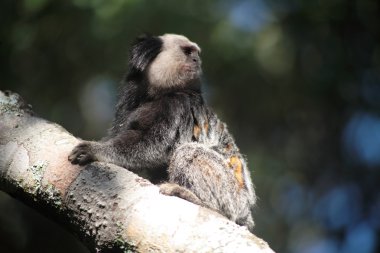 (Arıyorum tamarins)