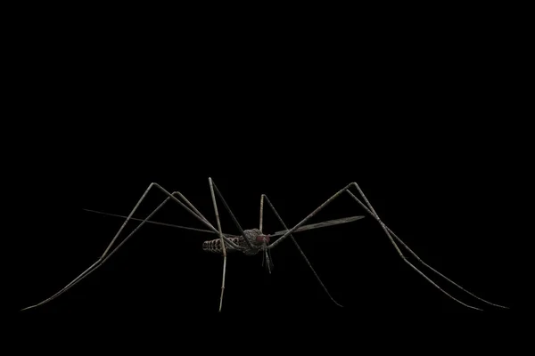 蚊 — ストック写真