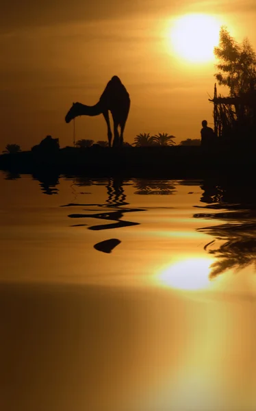 Верблюд и отражение — стоковое фото