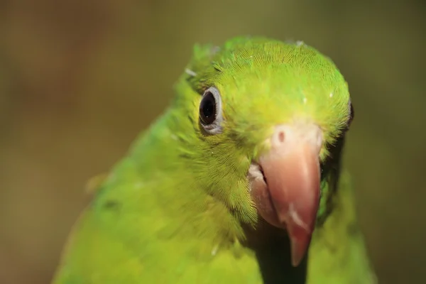 Zelený papoušek — Stock fotografie