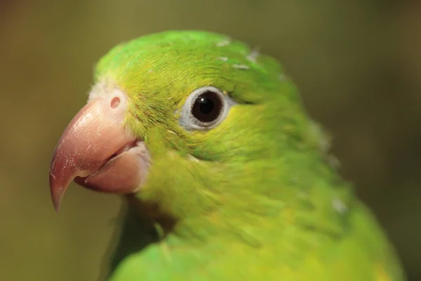 Sol seyir papağan — Stok fotoğraf