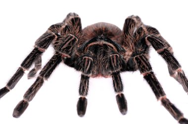 Big spider Tarantula clipart