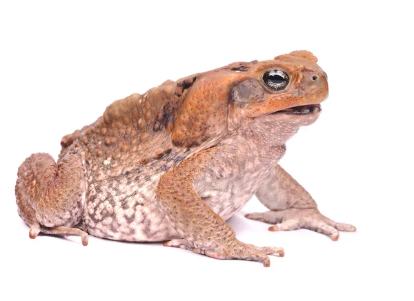 Тростниковая жаба на белом — стоковое фото