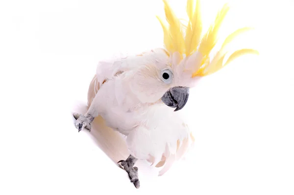 Попугай изолирован на белом фоне — стоковое фото