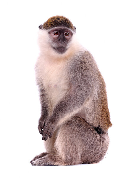 Vervet Monkey на белом фоне
