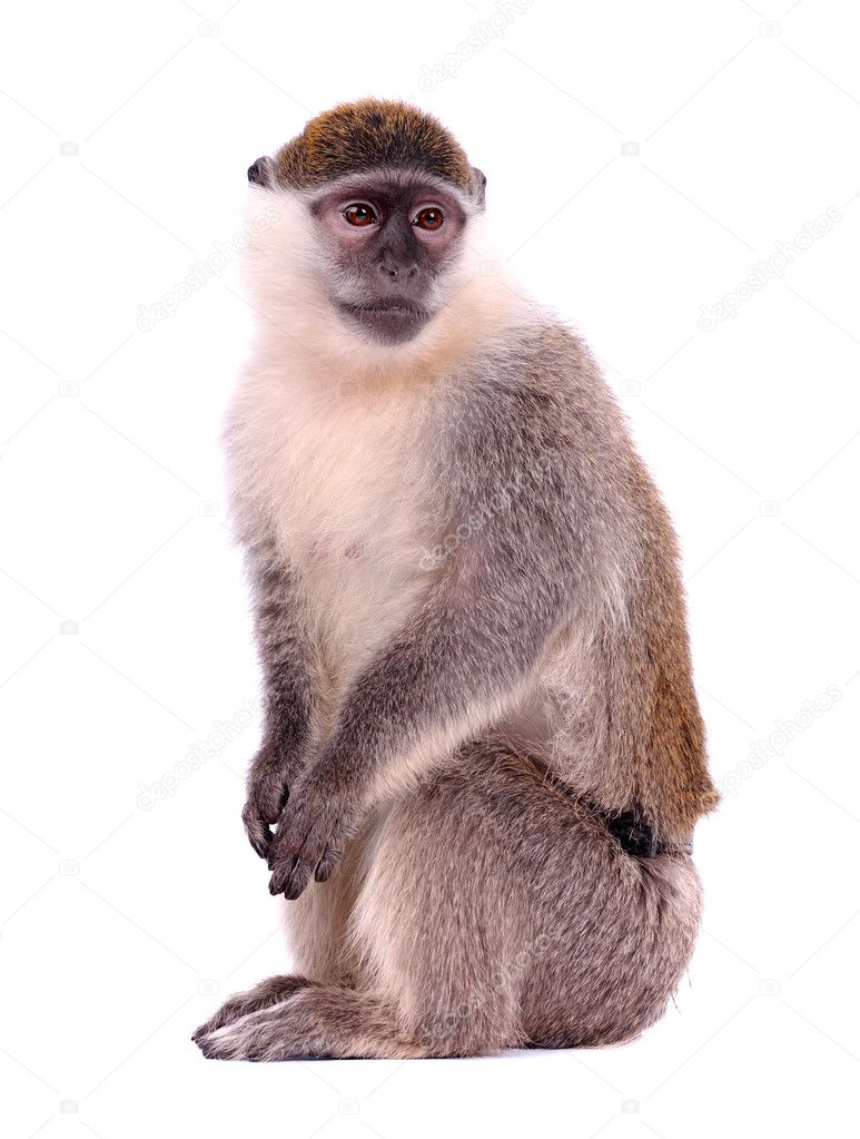 Vervet Monkey on the white background Stock Photo by ©art_man 2706655