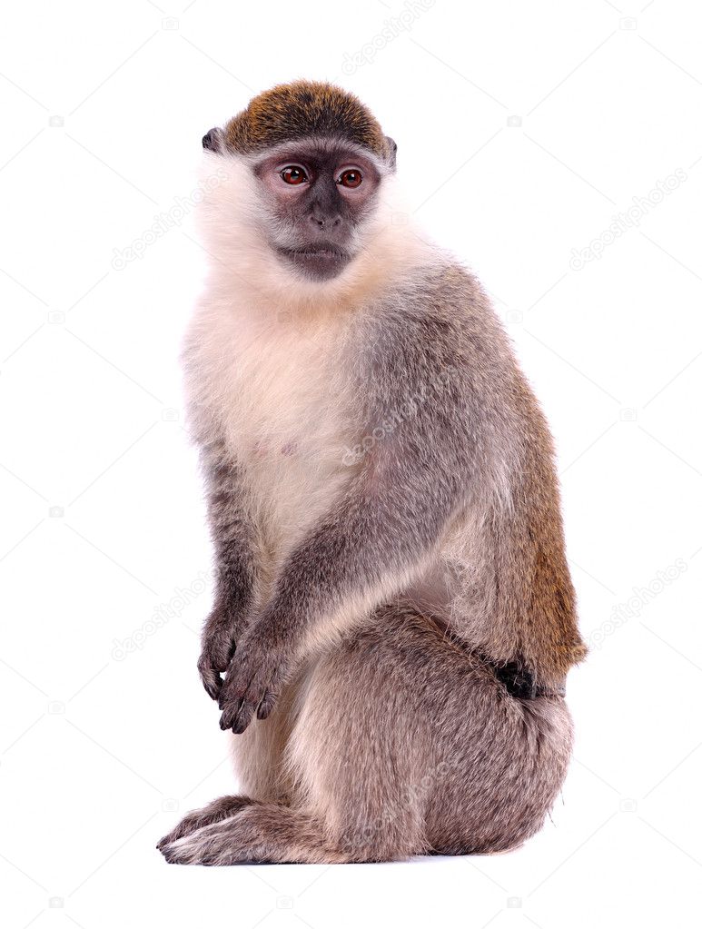 Vervet Monkey on the white background
